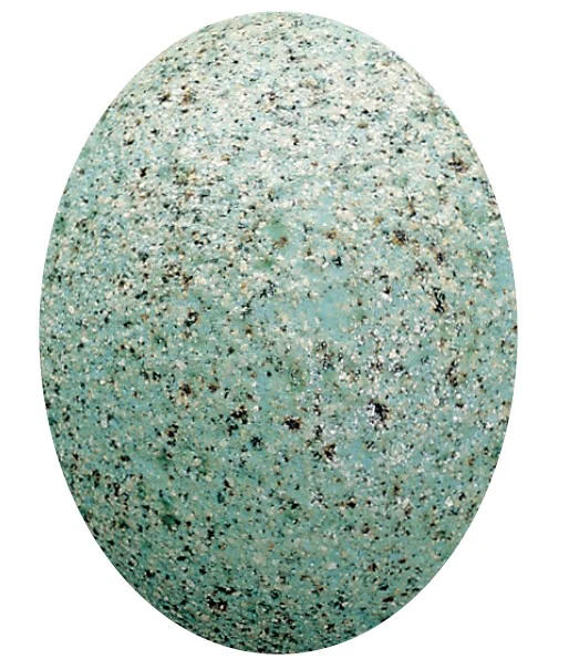 EF 121 VERT GRANITE
