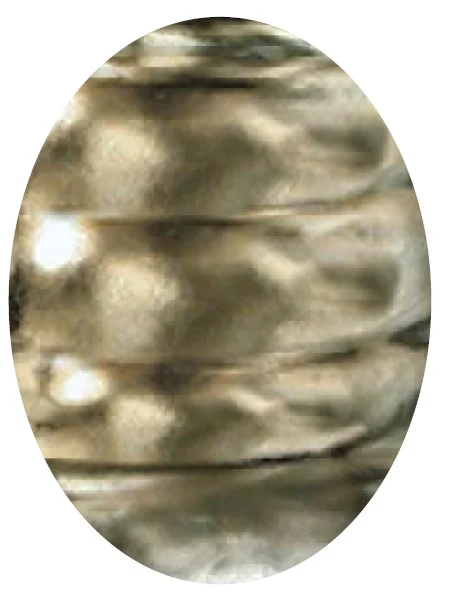 EG 204 PALLADIUM