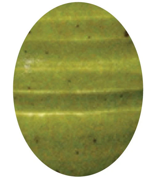 EG 229 VERT OLIVE