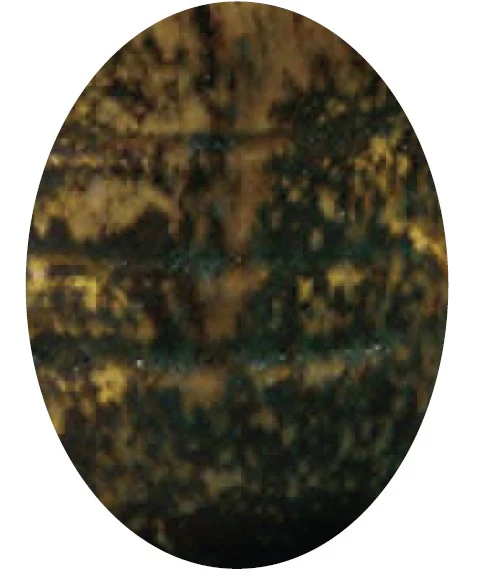 EG 230 LICHEN